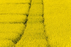 Rapsblüte