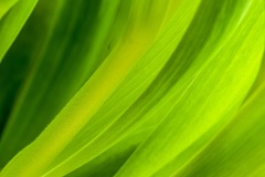Tulpen