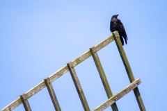 Hameln-20110916-101538-IMG_2011-09-16-10-15-38_49495