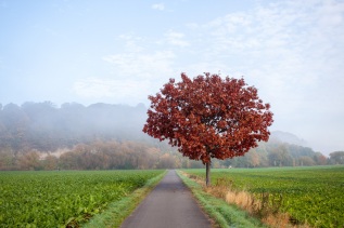 Hameln-20121021-095618-IMG_2012-10-21-09-56-18_57905