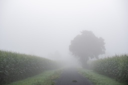 Nebel