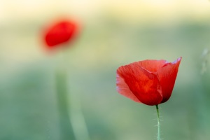 Klatschmohn