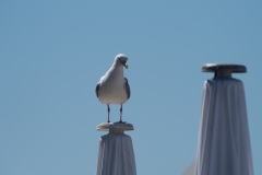 Norderney-20220811-144400-_8110183