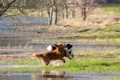 Hunde