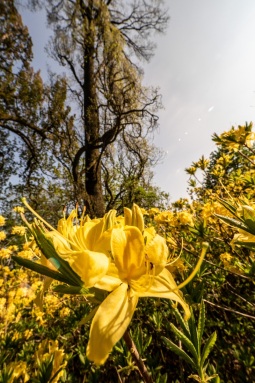 Rhododendrenblüte