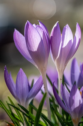 Krokusse