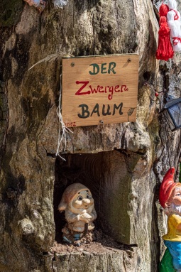 Zwergenbaum
