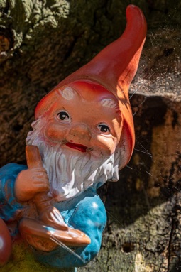 Zwergenbaum