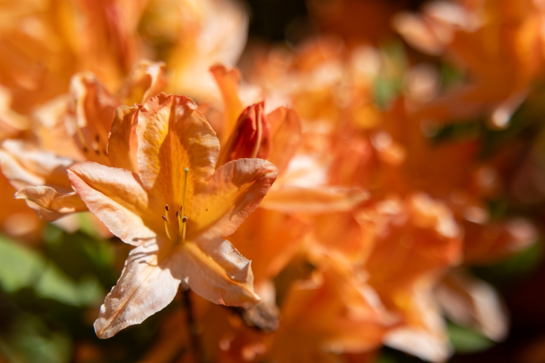 Azaleenblüte