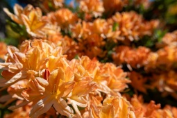 Azaleenblüte