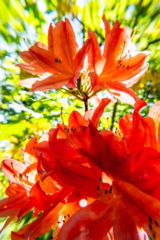 Rhododendrenblüte im Gegenlicht