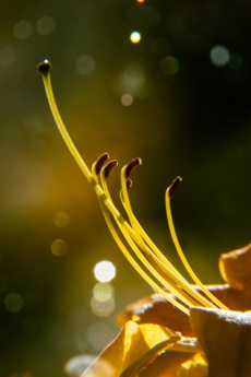 Azaleenblüte