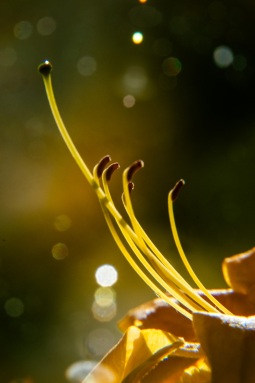 Azaleenblüte