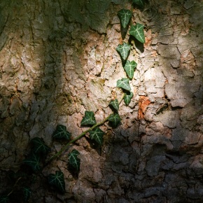 Efeu im Sonnenlicht