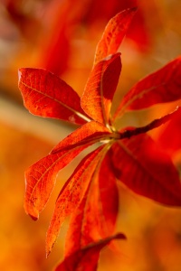 Herbst
