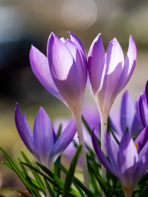 Krokosblüten