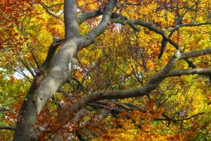 1_Emmerthal-20121020-113558-IMG_2012-10-20-11-35-58_57801