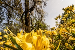 Rhododendrenblüte