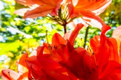 Rhododendrenblüte im Gegenlicht