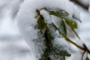 Emmerthal-20100101-140203-IMG_2010-01-01-14-02-03_34349