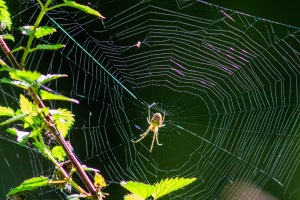 Spinnennetz