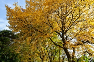 Emmerthal-20121020-110917-IMG_2012-10-20-11-09-17_57731