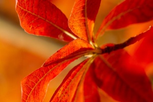 Herbst