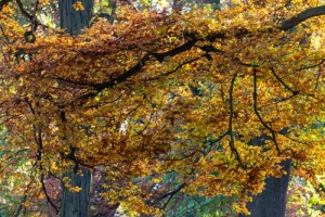 Emmerthal-20151102-152022-ING_2015-11-02-15-20-22_69903
