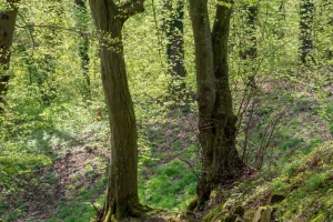 Emmerthal-20180417-134006-P4170241