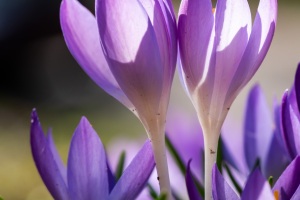 Krokosblüten