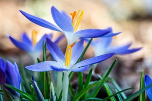 Krokosblüte