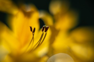 Azaleenblüte
