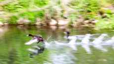Anlauf