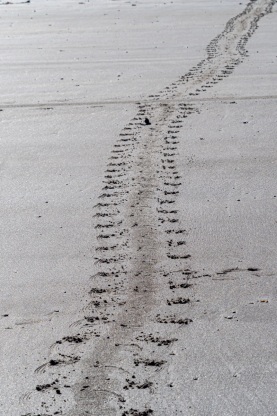 Spuren im Sand