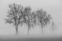 Bäume im Nebel