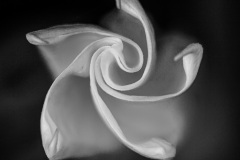 Trompetenblume