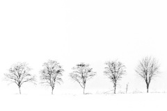 Five Trees