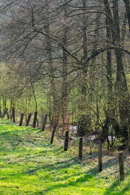 Süntel