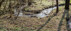 Süntel