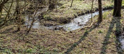 Süntel