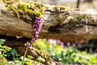 Frühjahr im Süntel