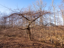 Süntel