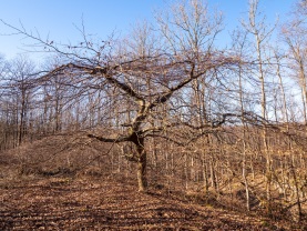 Süntel