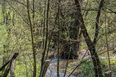 Süntel