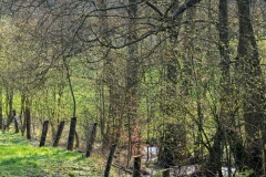 Süntel