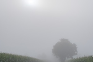 Nebel