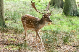 Damhirsch