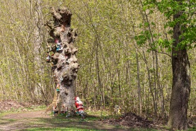 Zwergenbaum