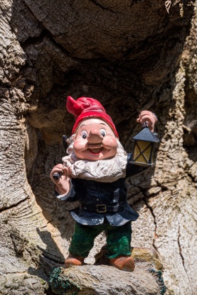 Zwergenbaum