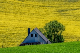 Rapsblüte